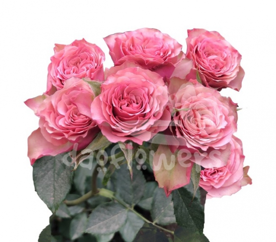 vintage rosever*