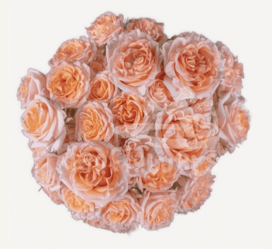 fibonacci aureus*