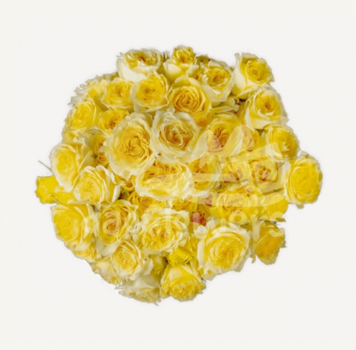 fibonacci gioconda*
