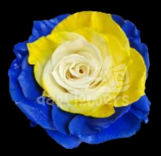 Circus Yellow Blue PNT