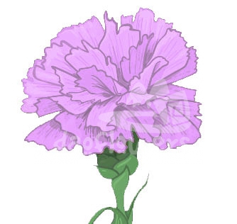LILAC-LAVANDER
