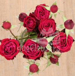 rouge folies*