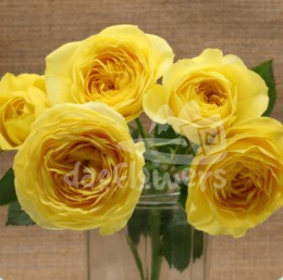 lemon pompom*