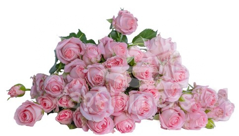bellalinda pink*