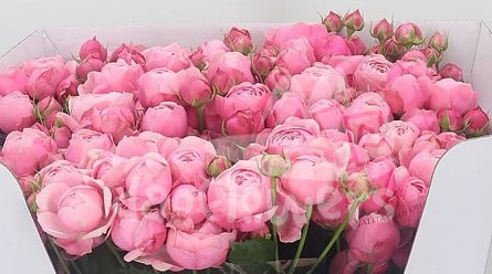 silva pink*