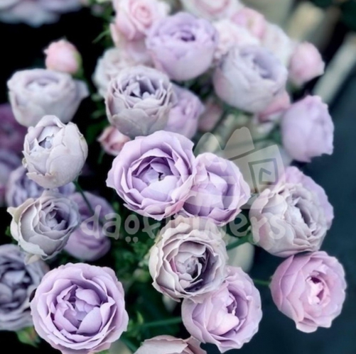 lavender bubble*