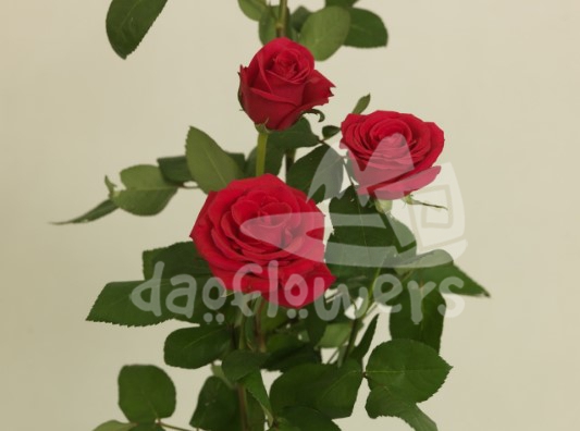 cerise success