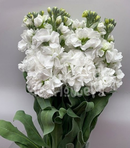 stock white