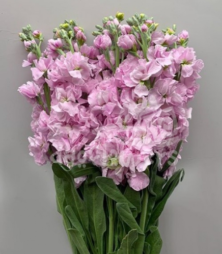 stock pink