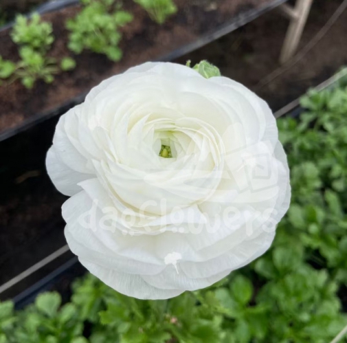 elegance white