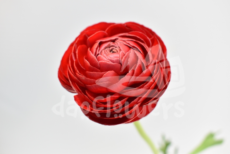 elegance red