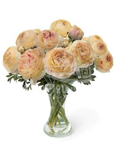 romance Hydra