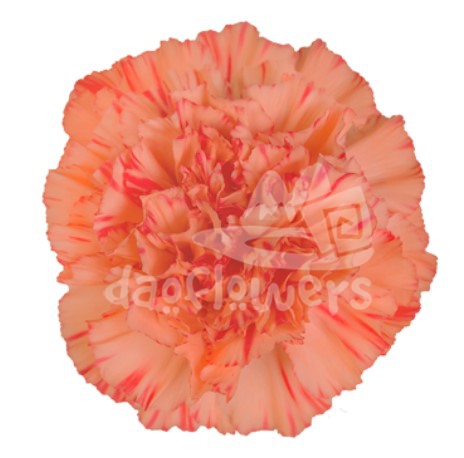 Orange Triumph