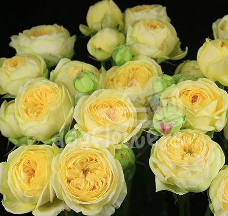peony bubbles*
