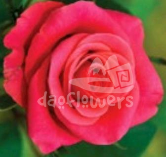pink tacazzi