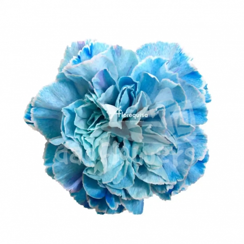 Aquamarine PNT