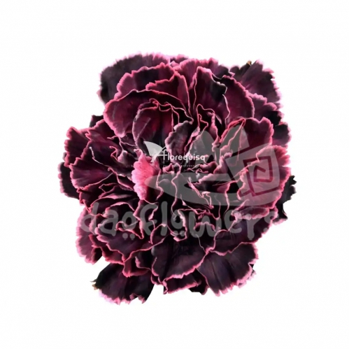 Gray Velvet PNT