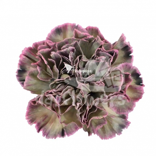Sweet Rhodium PNT