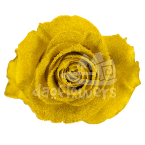 Velvet Golden Beryl PNT