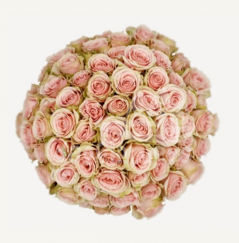 peach irischka*