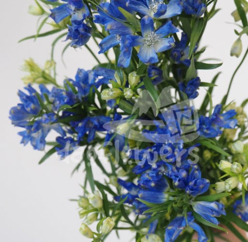 spray delphinium blue