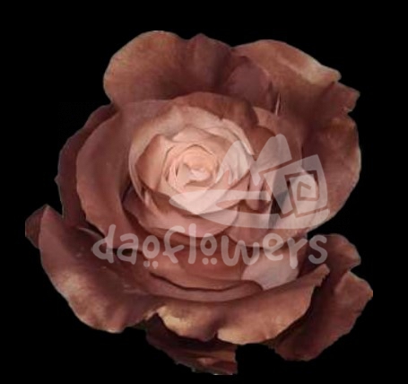 Pink Cioccolato PNT