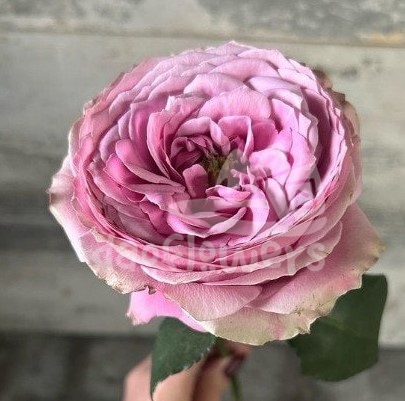 peonikiss