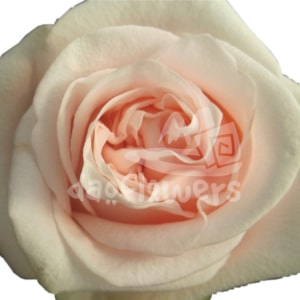 pink wedding