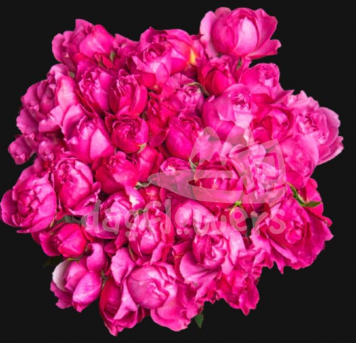 julietta cerise*