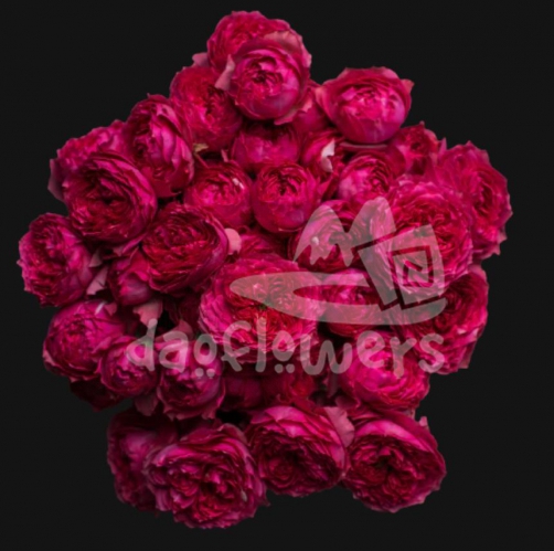 julietta raspberry*