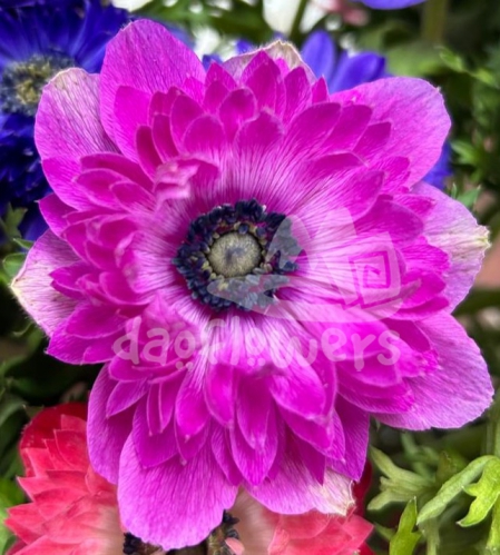 levante hot pink