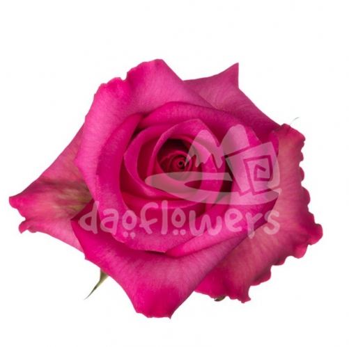 purple cezane