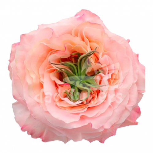 princess crown