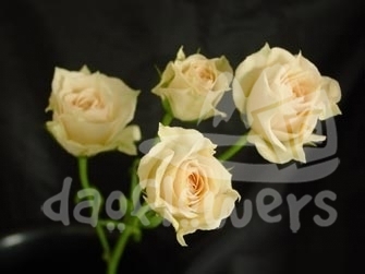 white mikado*