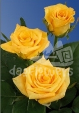 high & yellow magic