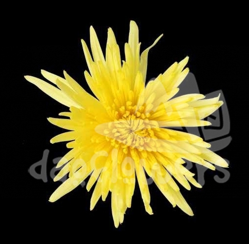 anastasia yellow