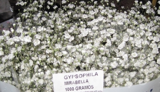 mirabella