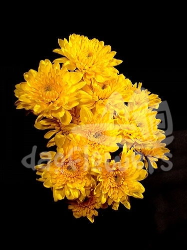 golden polaris