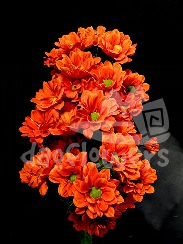 daisy Managua orange