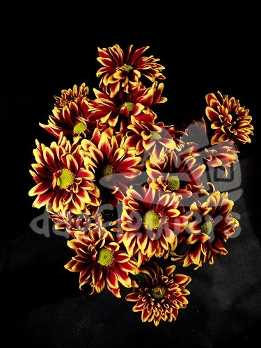 orinoco yellow