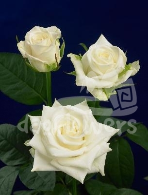 purity