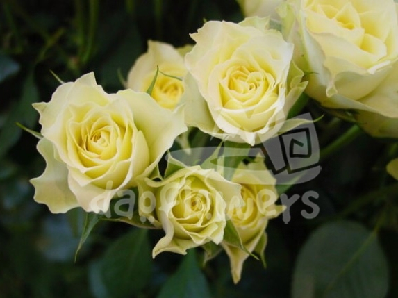 limoncello*