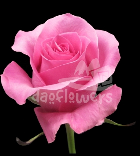 pinkredible