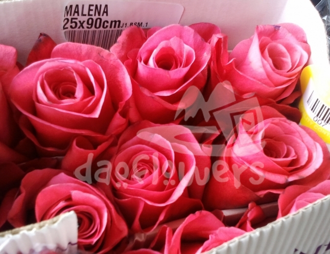 malena