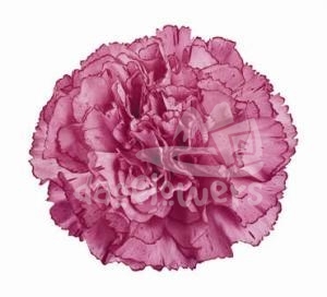 Amico Lavender