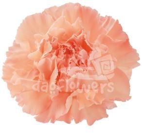 Candy Pink