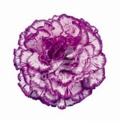 Tico Tico Lavender