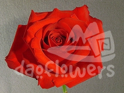 red france