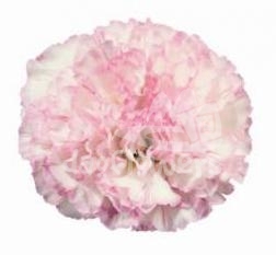 Tico Tico Pink