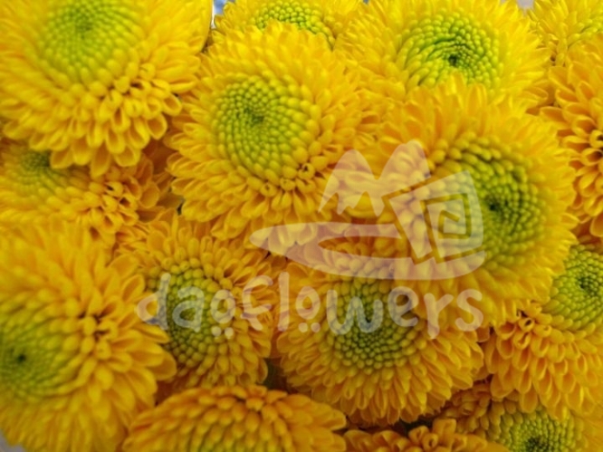 paintball yellow